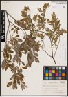 Foto von Salix aurita L. x Salix repens L. x Salix starkeana Willd.